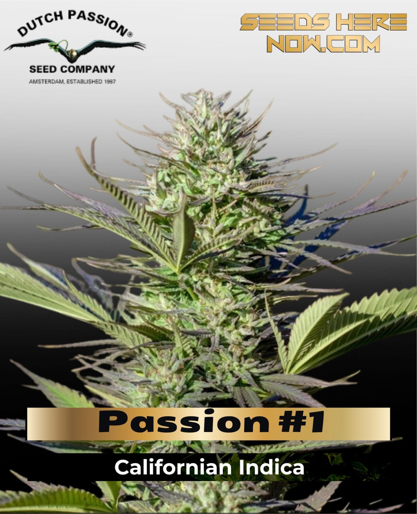 Passion #1 (Feminized) - Dutch Passion