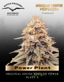 Power Plant (Feminized) (space) Dutch Passion