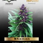 Shaman (Feminized) - Dutch Passion