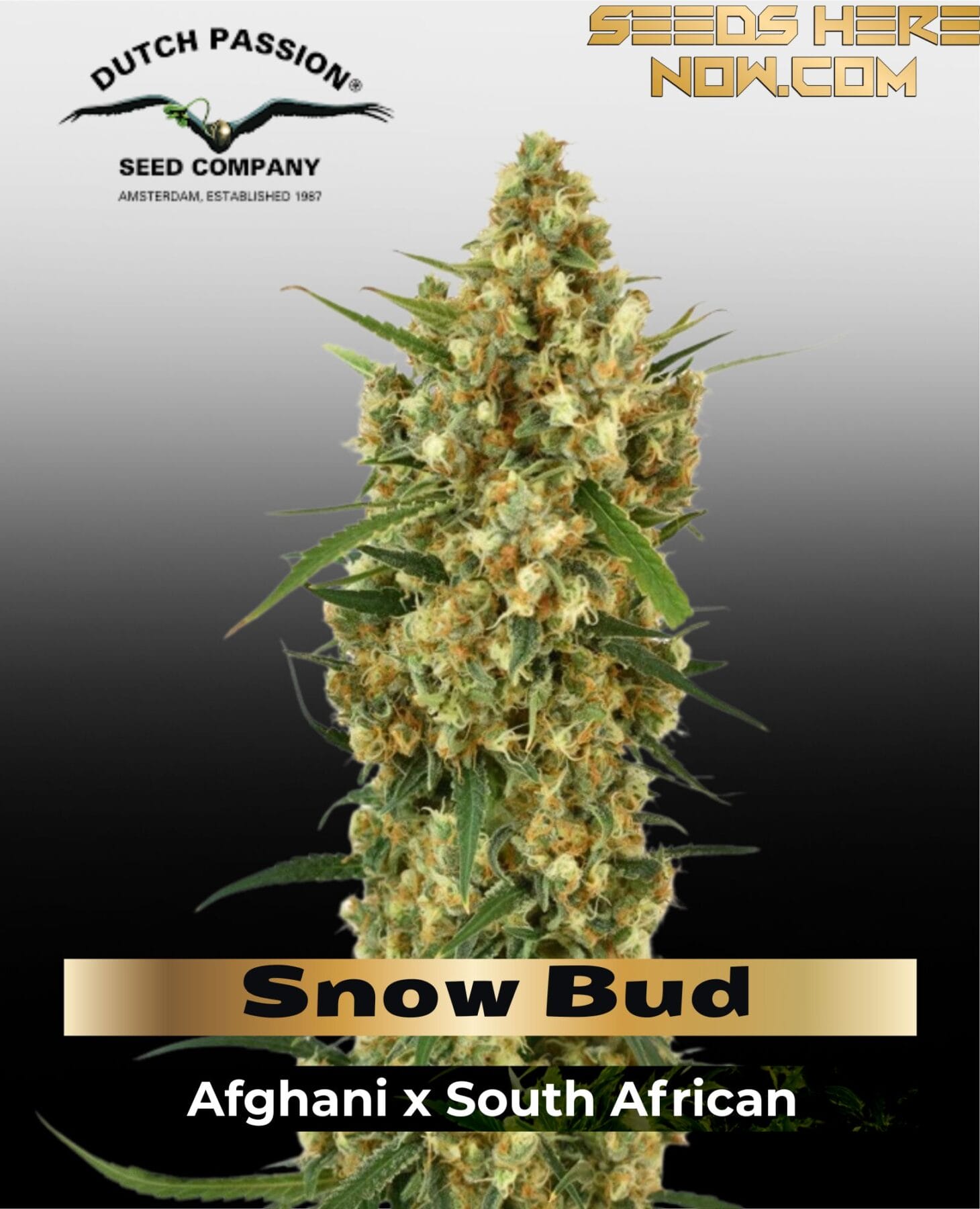 Snow Bud (Feminized) - Dutch Passion