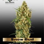 Snow Bud (Feminized) - Dutch Passion