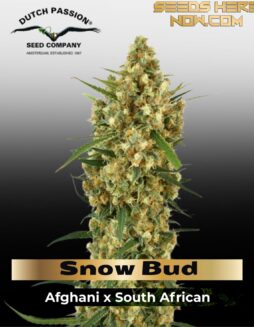Snow Bud (Feminized) (space) Dutch Passion