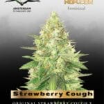 Strawberry Cough (Feminized) - Dutch Passion