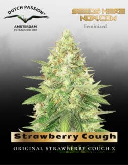 Strawberry Cough (Feminized) (space) Dutch Passion