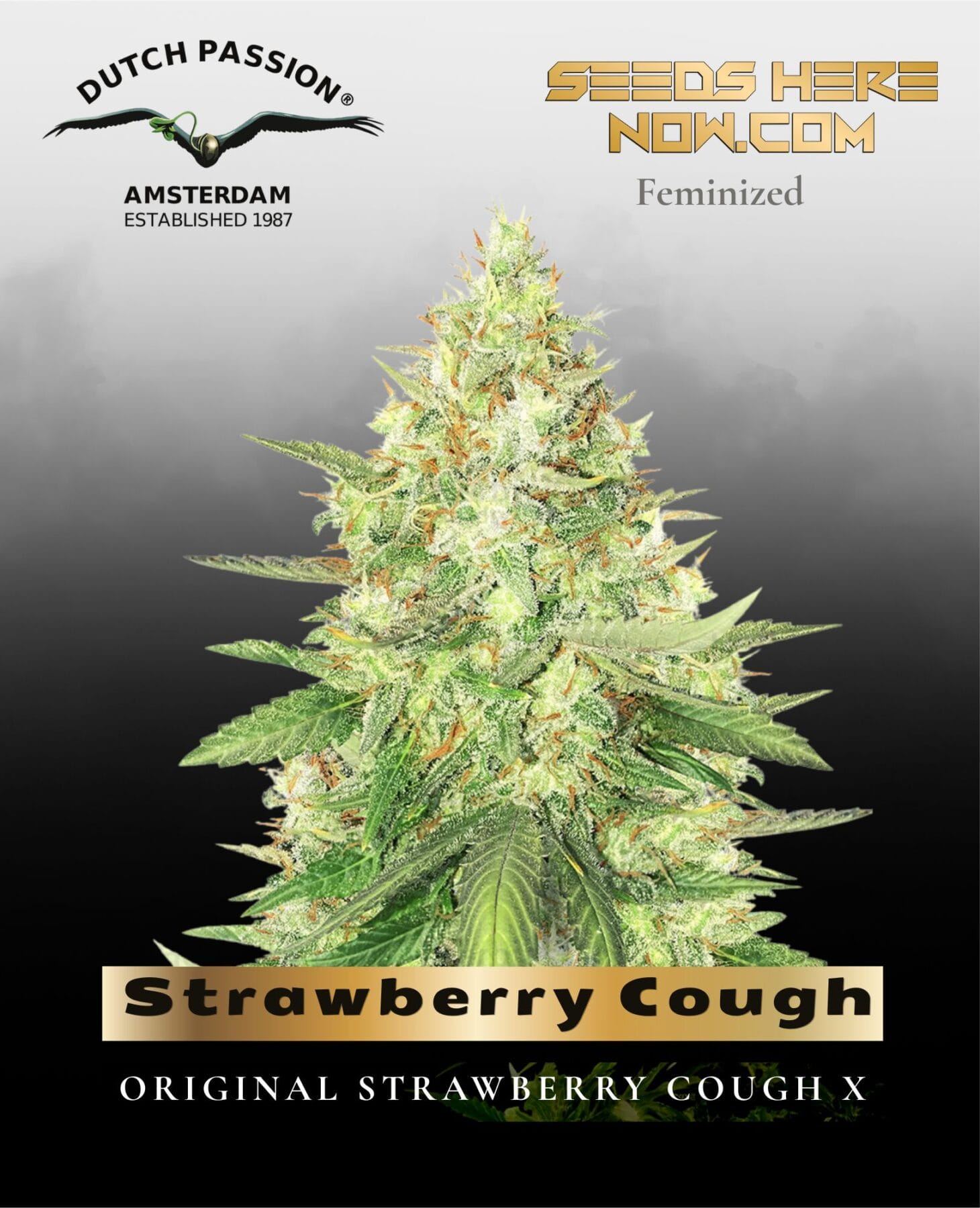 Strawberry Cough (Feminized) - Dutch Passion