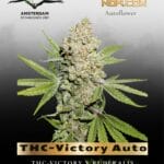 THC-Victory Auto (Feminized) - Dutch Passion