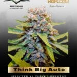 Think Big Auto (Feminized) - Dutch Passion