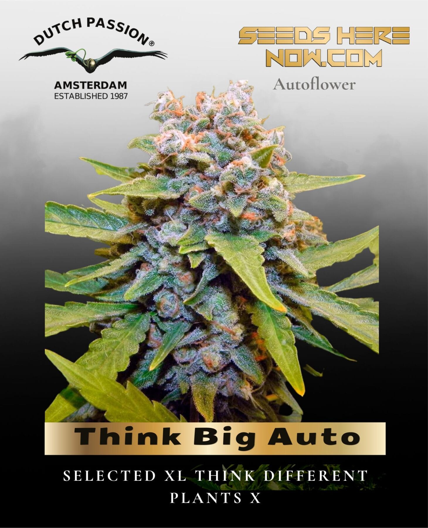Think Big Auto (Feminized) - Dutch Passion