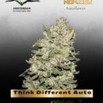 Think Different Auto (Feminized) - Dutch Passion