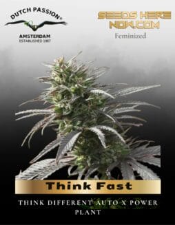 Think Fast (Feminized) (space) Dutch Passion