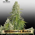 Ultimate Auto (Feminized) - Dutch Passion