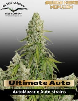Ultimate Auto (Feminized) (space) Dutch Passion