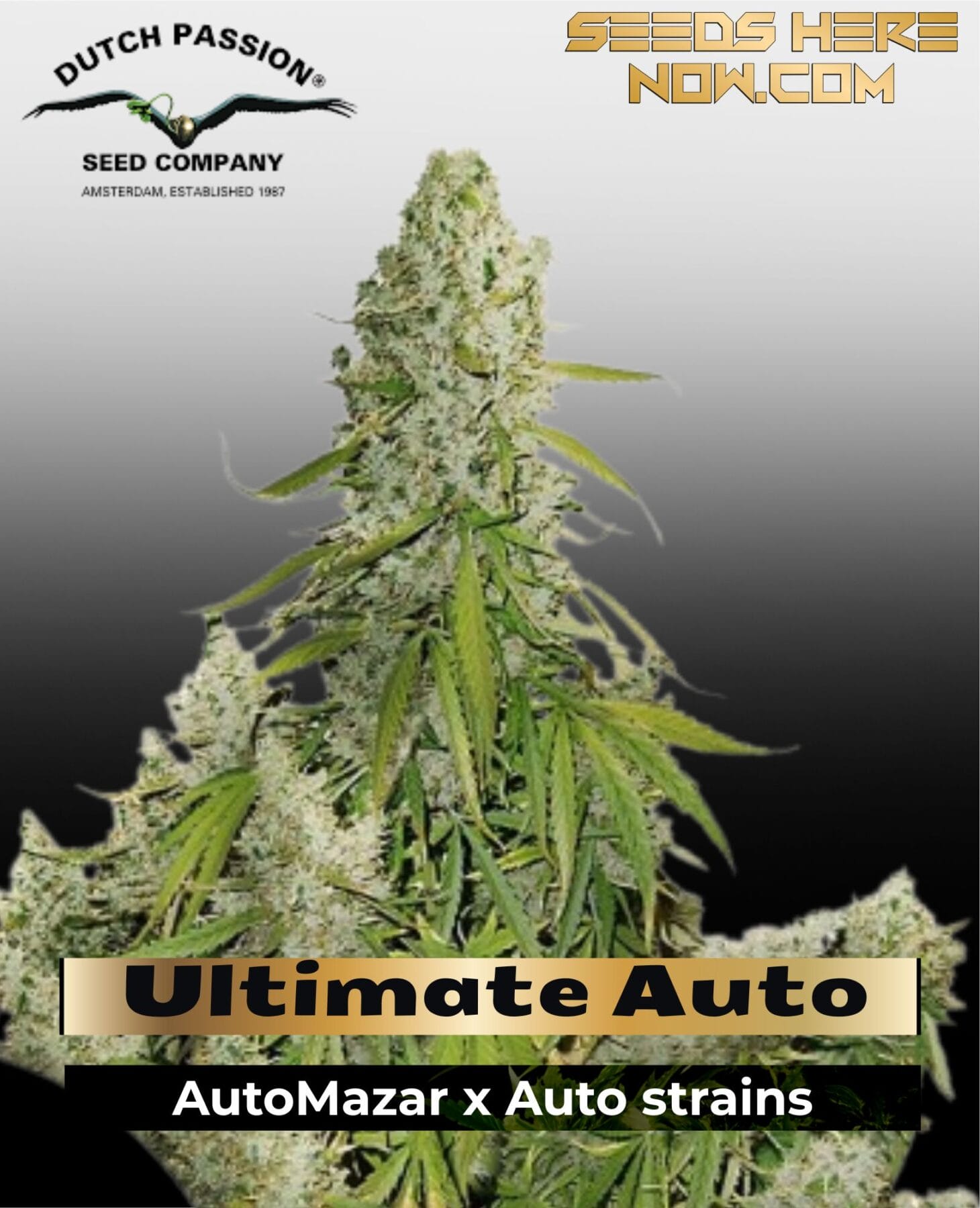 Ultimate Auto (Feminized) - Dutch Passion
