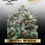White Widow (Feminized) - Dutch Passion
