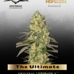 The Ultimate - Dutch Passion