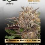 Mimosa Punch Auto (Feminized) - Dutch Passion