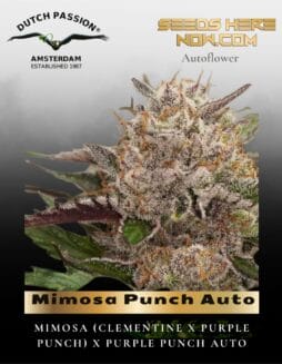Mimosa Punch Auto (Feminized) (space) Dutch Passion