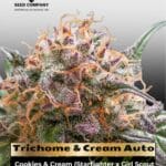 Trichome & Cream Auto (Feminized) - Dutch Passion