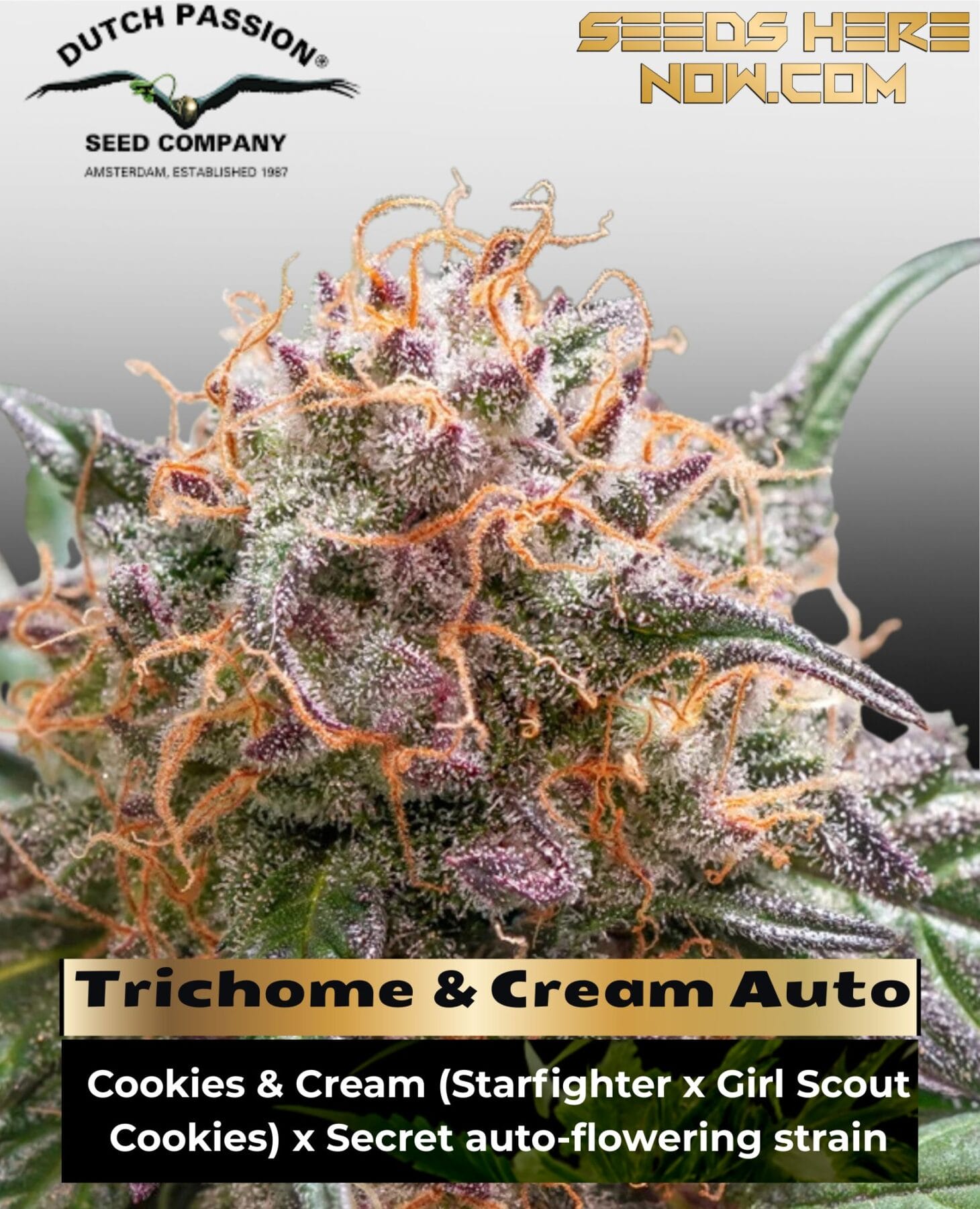 Trichome & Cream Auto (Feminized) - Dutch Passion