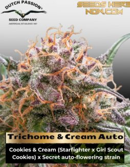 Trichome & Cream Auto (Feminized) (space) Dutch Passion