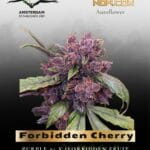 Forbidden Cherry Auto (Feminized) - Dutch Passion