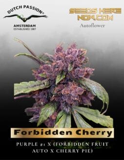 Forbidden Cherry Auto (Feminized) (space) Dutch Passion