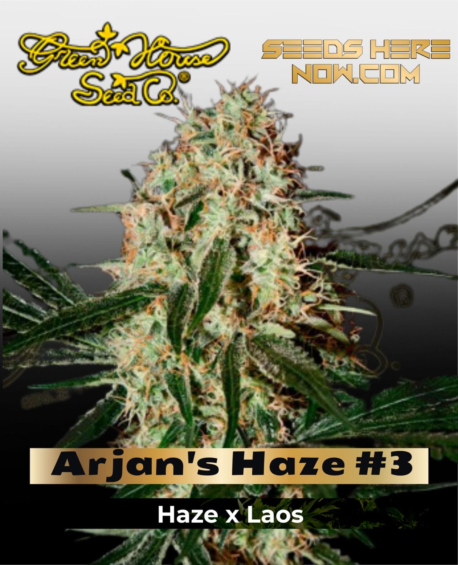 Arjan's Haze #3 (Feminized) - Greenhouse Seed Co.
