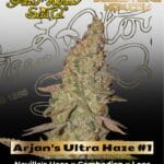 Arjan's Ultra Haze #1 (Feminized) - Greenhouse Seed Co.