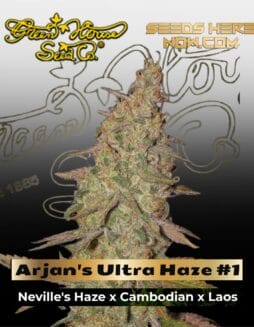 Arjan's Ultra Haze #1 (Feminized) (space) Greenhouse Seed Co.