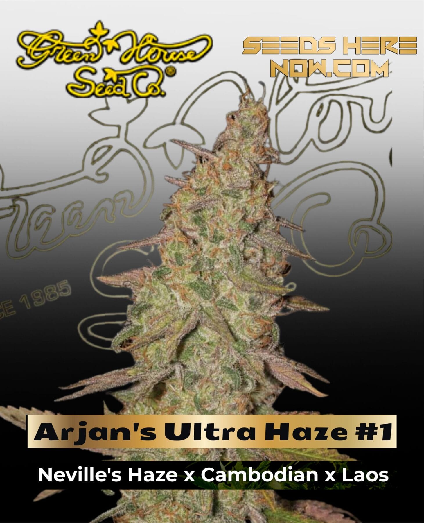 Arjan's Ultra Haze #1 (Feminized) - Greenhouse Seed Co.