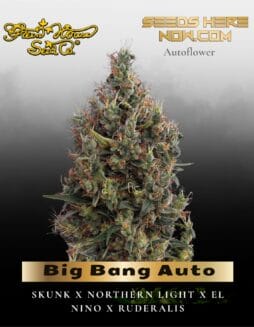 Big Bang Auto (Feminized) (space) Greenhouse Seed Co.