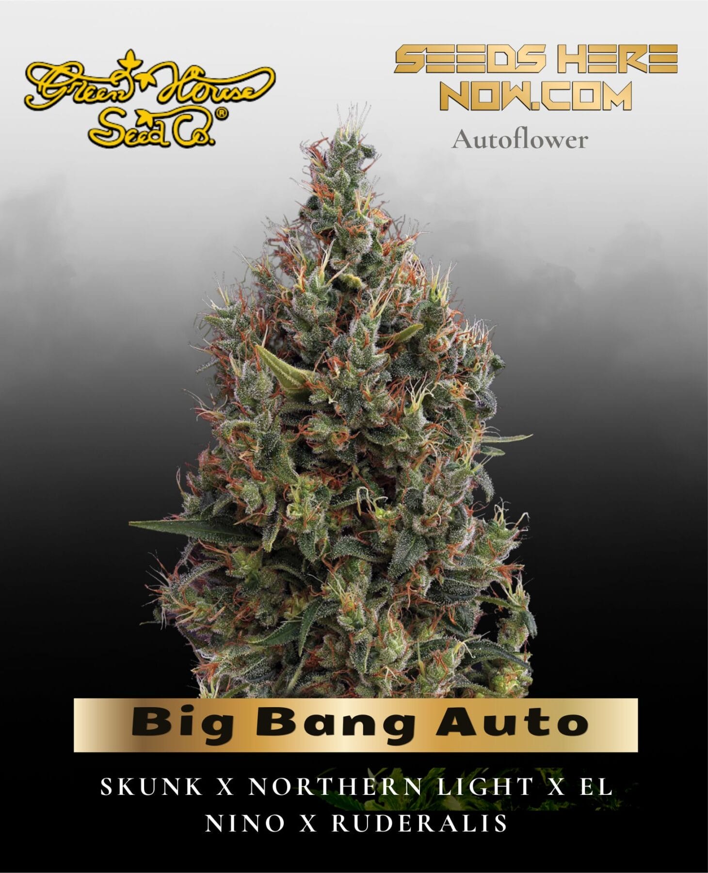 Big Bang Auto (Feminized) - Greenhouse Seed Co.