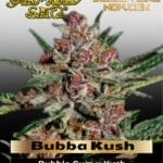 Bubba Kush (Feminized) - Greenhouse Seed Co.