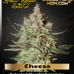 Cheese (Feminized) - Greenhouse Seed Co.