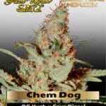 Chem Dog (Feminized) - Greenhouse Seed Co.