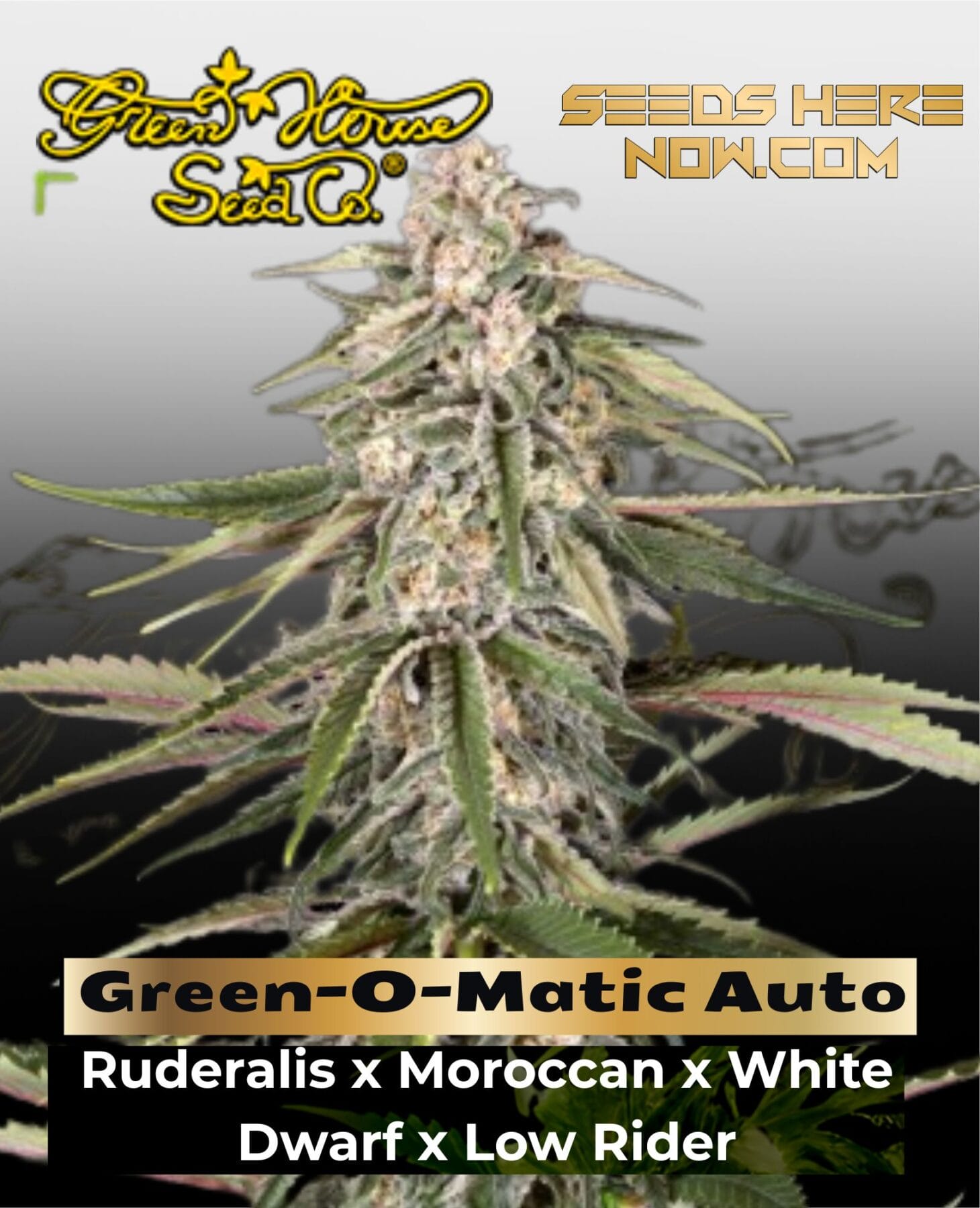 Green-O-Matic Auto (Feminized) - Greenhouse Seed Co.