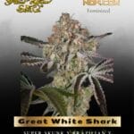 Great White Shark (Feminized) - Greenhouse Seed Co.