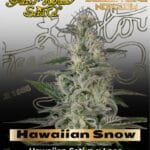 Hawaiian Snow (Feminized) - Greenhouse Seed Co.