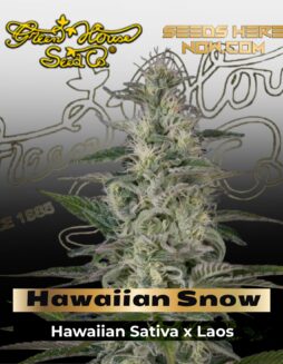 Hawaiian Snow (Feminized) (space) Greenhouse Seed Co.