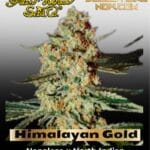 Himalayan Gold (Feminized) - Greenhouse Seed Co.