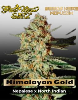 Himalayan Gold (Feminized) (space) Greenhouse Seed Co.