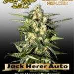 Jack Herer Auto (Feminized) - Greenhouse Seed Co.