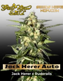 Jack Herer Auto (Feminized) (space) Greenhouse Seed Co.