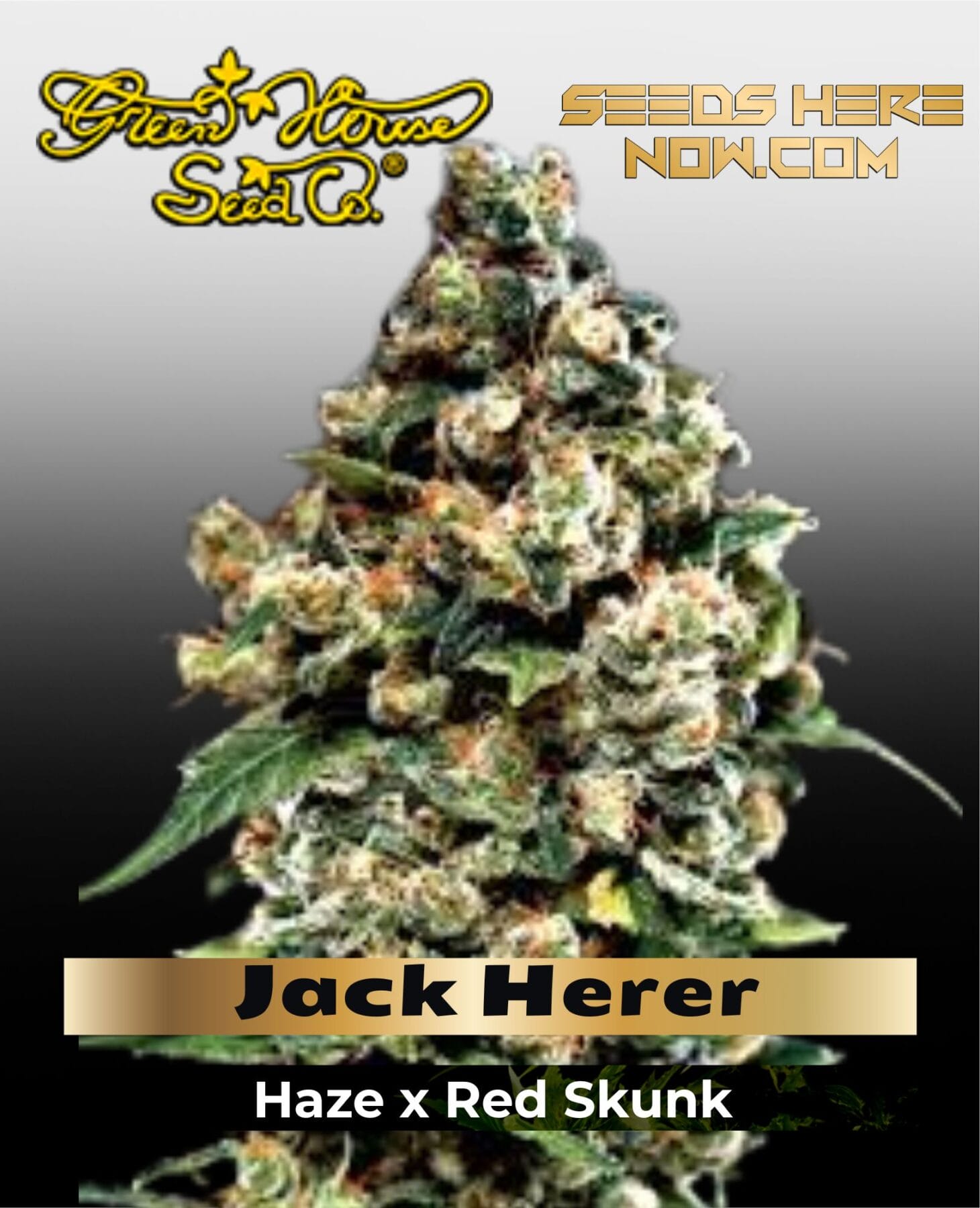 Jack Herer (Feminized) - Greenhouse Seed Co.