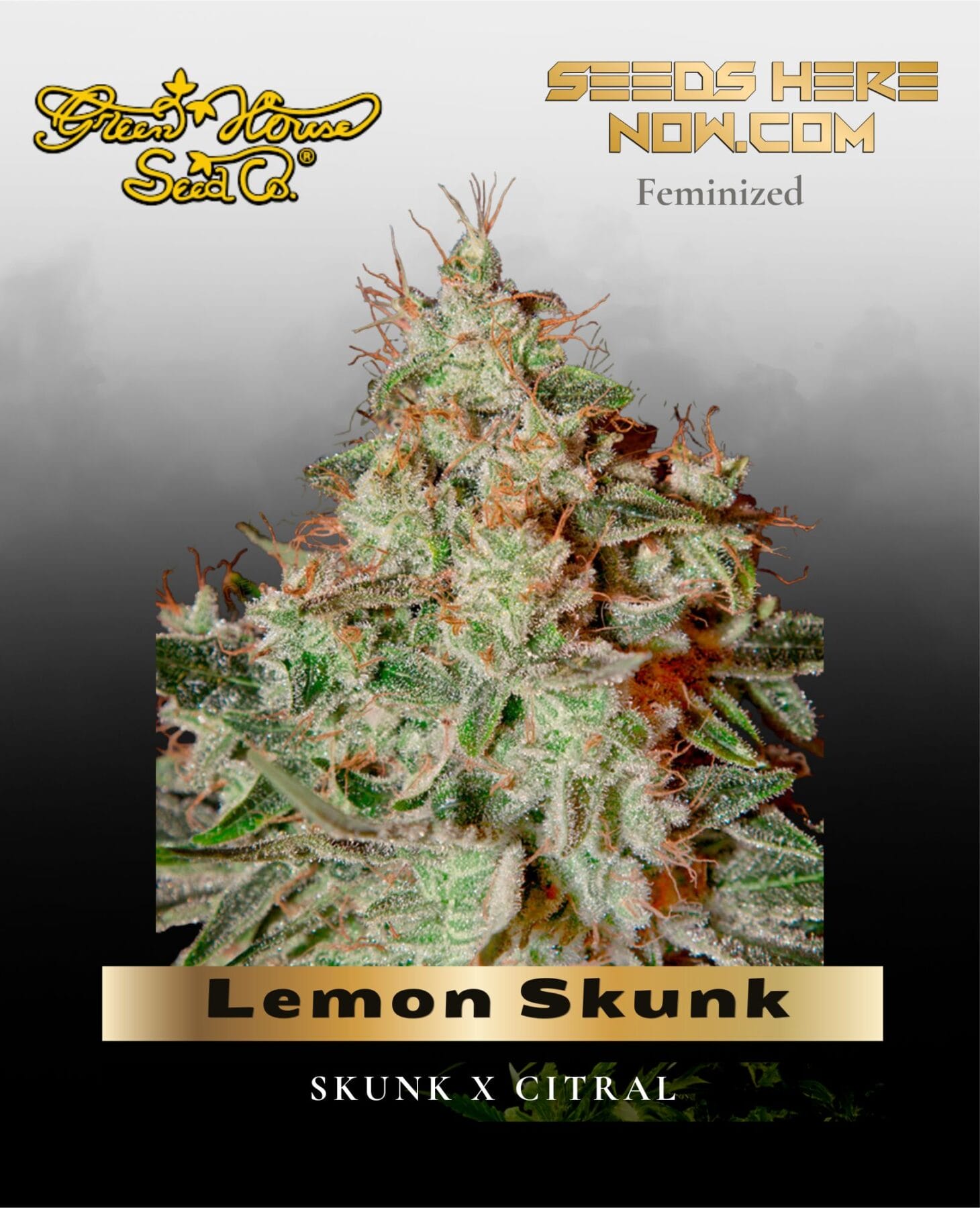 Lemon Skunk (Feminized) - Greenhouse Seed Co.