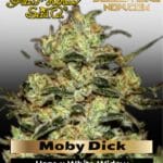 Moby Dick (Feminized) - Greenhouse Seed Co.