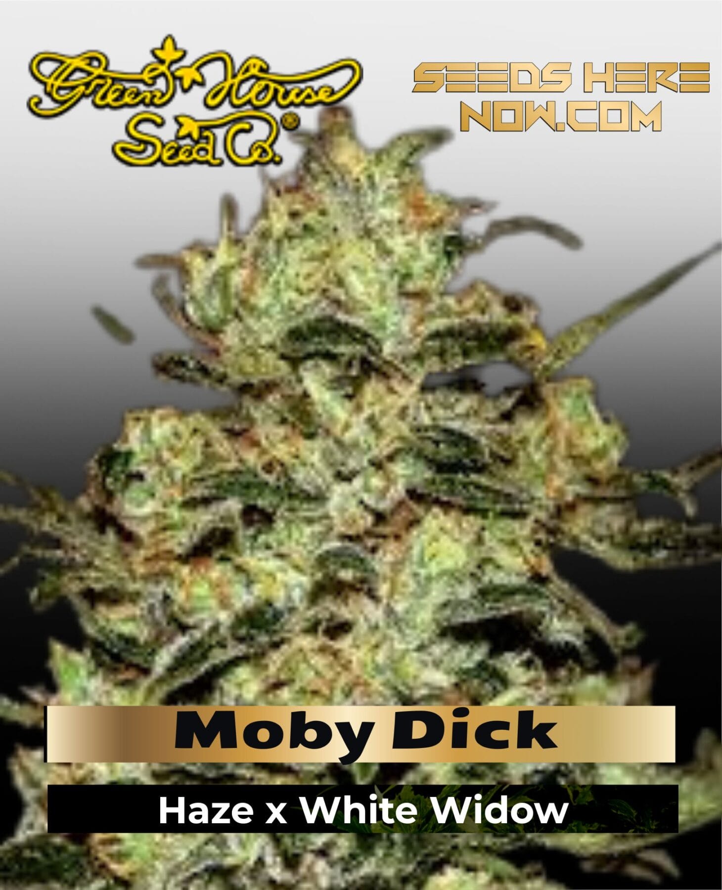 Moby Dick (Feminized) - Greenhouse Seed Co.