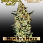 Neville's Haze (Feminized) - Greenhouse Seed Co.