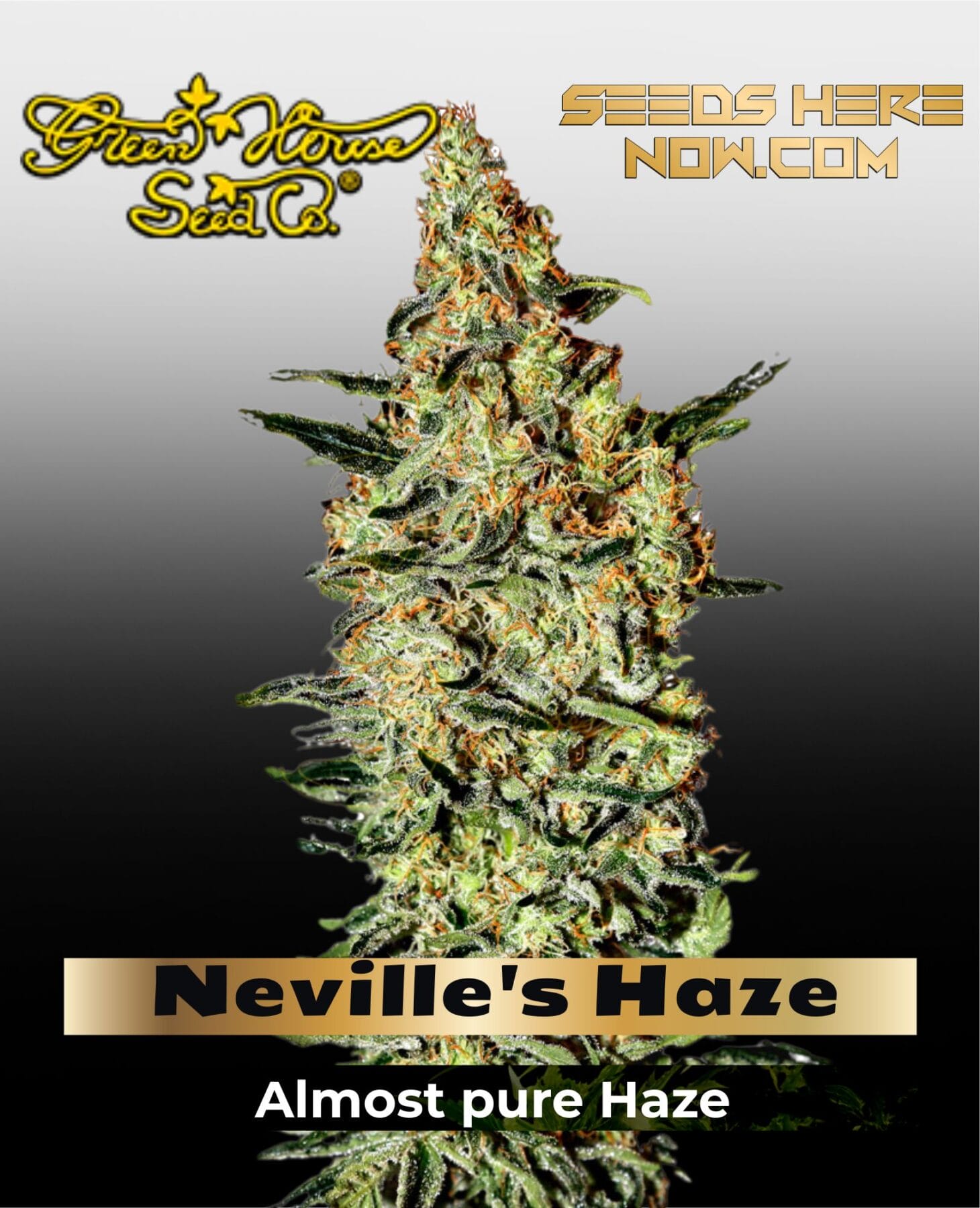 Neville's Haze (Feminized) - Greenhouse Seed Co.
