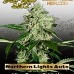 Northern Lights Auto (Feminized) - Greenhouse Seed Co.